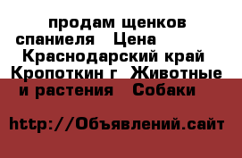 продам щенков спаниеля › Цена ­ 3 000 - Краснодарский край, Кропоткин г. Животные и растения » Собаки   